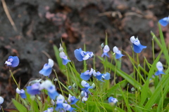 Utricularia lazulina